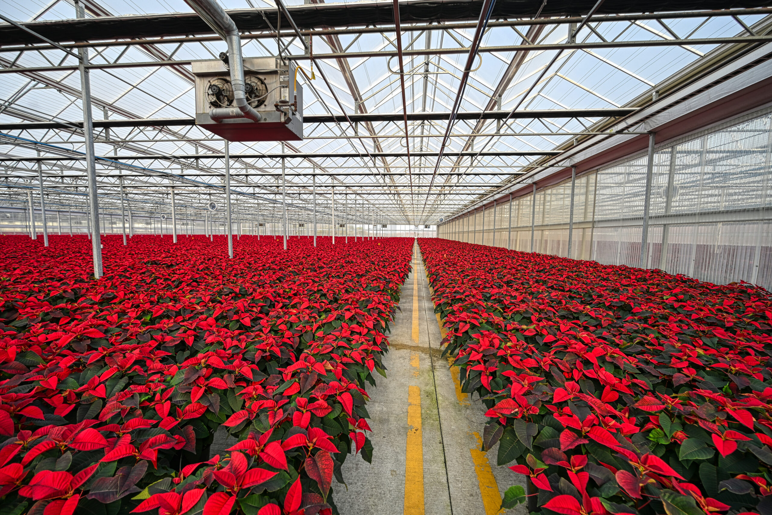 Featured image for “An American Tradition of Color, Grown Right Here in Orange”